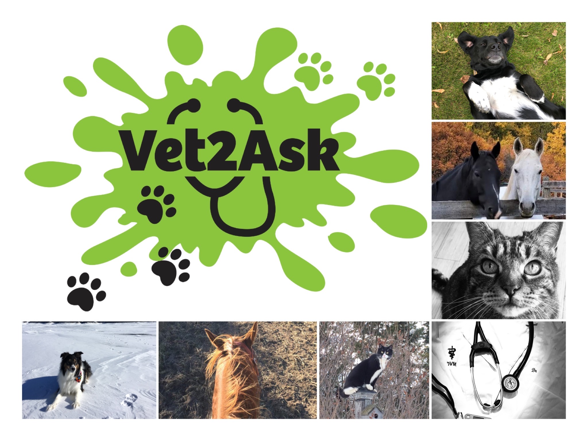 Vet2Ask Logo